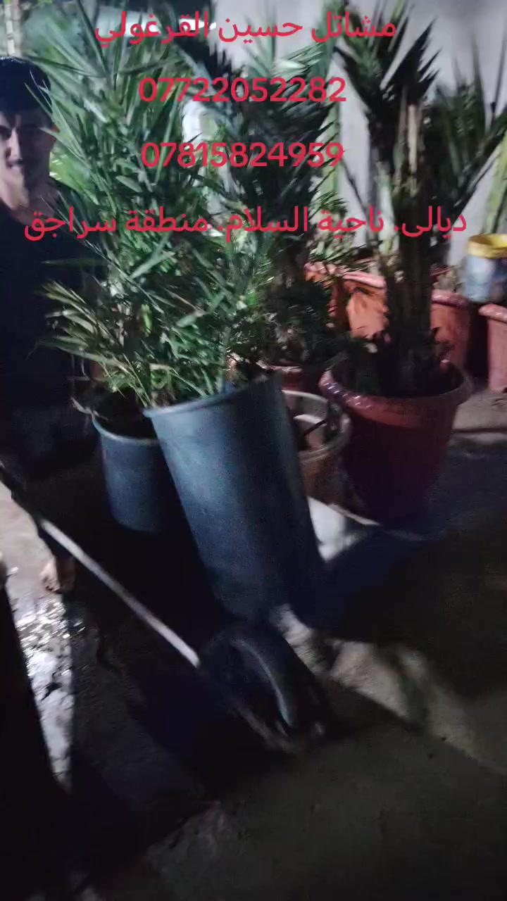 على بركة الله
مستمرين ب تجهيز فسائل المجهول النسيجي شركة خرايف بعدد اكثر من 50 فسيل نتعهد بضمان الصنف لحين الاثمار كما يوجد كادر لتخطيط الارض والزرعة وانشاء منظومة السقي 
***********
***********
ديالى. ناحية السلام. منطقة سراجق.
