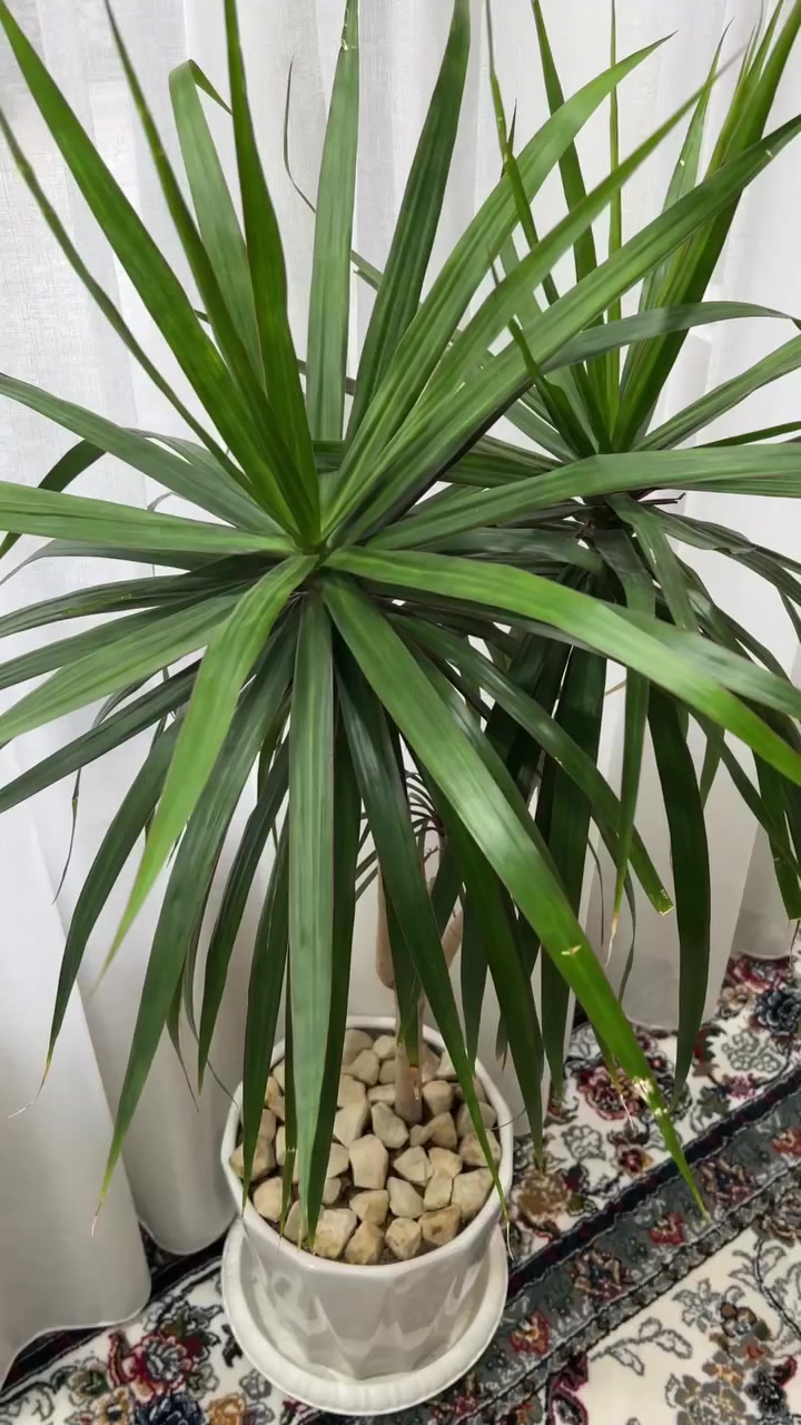 بۆ فرۆشتن
سلێمانی
***********
