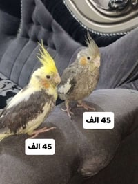 كوكتيل • اليفات • شهرين