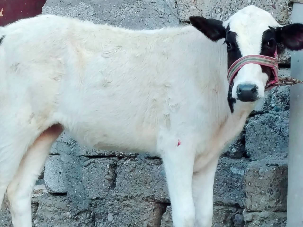بسم الله ماشاء الله
حولية فرنسية جمة عرموطي الاصلي 

حولية درجى اولى مال جنيه 

شرط اچل وشرب ونصاحة فول 

المكان  صلاح  الدين الشرقاط الخضرانيه

***********
***********

