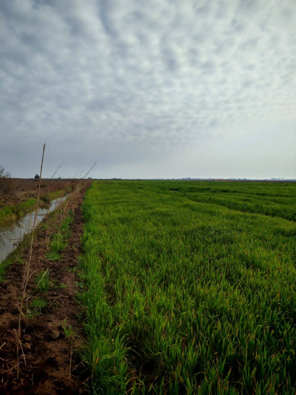 ارض زراعية سند ٢٥ ملك في محافضة واسط الزبيدية تحتوي على مشيدة ٣ بيوت واحد متكامل مع بيتين بناء هياكل صدر الارض شاطئية تبليط نزالها ٦ كيلو متر واجهية ٤٠م تفتح الارض سعر دونم ١٥مليون بي مجال هاتف ***********7 مكتب الزيدي للعقار
