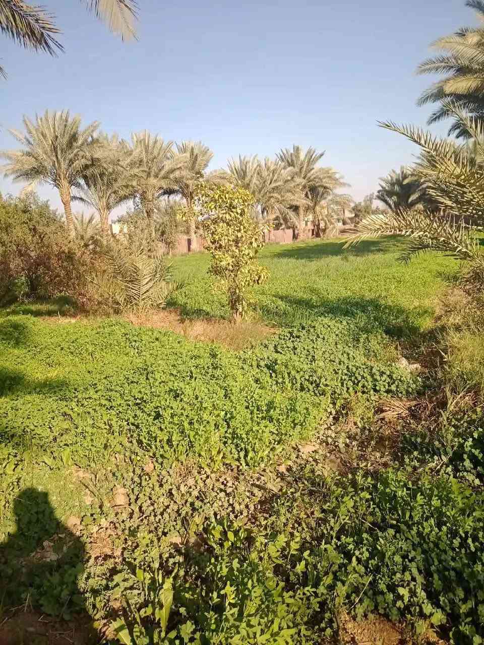 ياالله سلام عليكم.
عرضنا لهذا اليوم مزرعه 3000م
طابو زراعي. سند 25المالك شخص واحد
 تبعد عن شارع كربلاء 750م
خدمات كامله ومزرعه. عدد النخيل 42مع كافه انواع الفواكه والحمضيات وبيت بناء حديث فقط ترميم
العنوان حله بابل قبل معمل الرباع مقابل شارع 80
تفاصيل اكثر مراجعه مكتب الوسام الكائن في زوير الغربي


**إذا كنت صاحب هذا الإعلان وتريد حذفه لأي سبب، رجاءا أرسل رسالة إلى الدعم الفني**