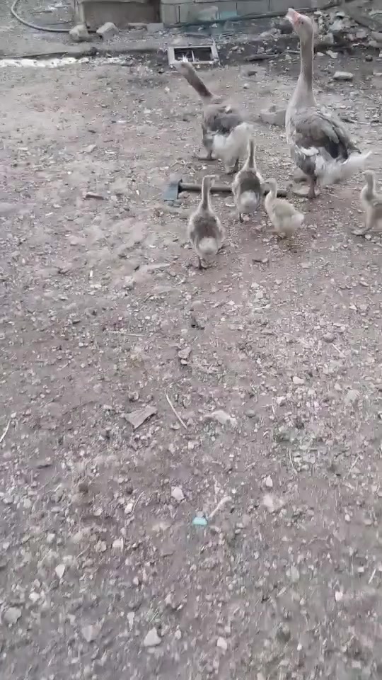 دوقازی هەنگاری بە چوار جوچکەوە بۆ فرۆشتن ***********   ***********
