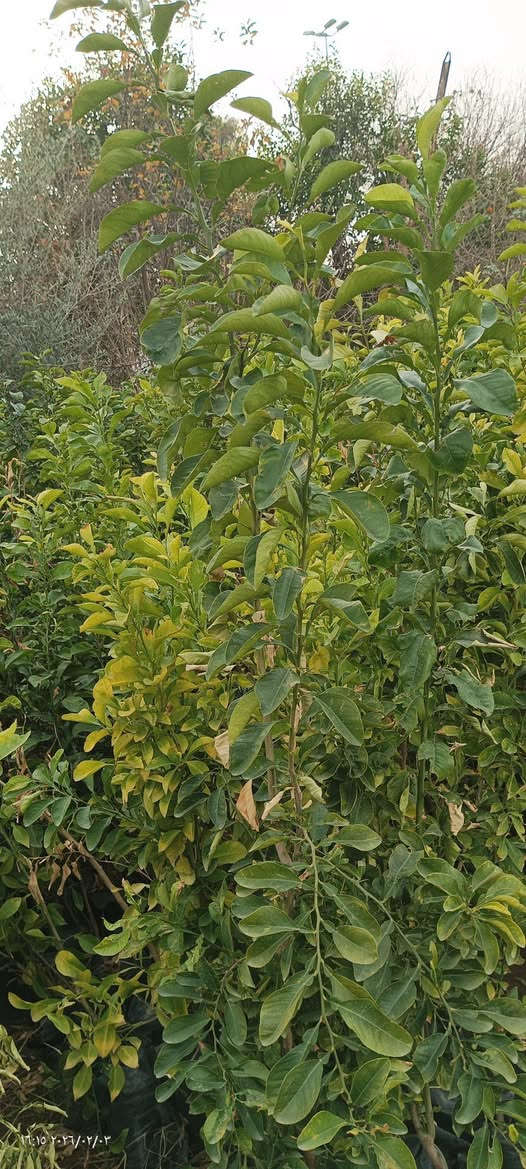 السلام عليكم نارنج ارتفاع من 40سم إلى 80 أو 90 مال تحويل سعر 300 العنوان بغداد صدر القناة شارع المخيم ***********

