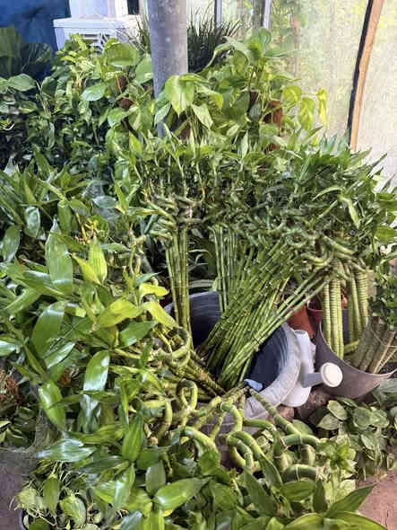 تم وصول وجبه جديده من النباتات الداخلية والخارجية🔥🥰
وبعروض وبأسعار كلش مناسبة 🗣
نباتات هولنديه داخليه اشجار ظليات 
نباتات خارجية للحدائق نباتات مائيه 
كل ماعليك تحجز وتستفسر داخل الصفحه 
للحجز يرجى مراسلة الصفحه تتوفر خدمة توصيل لكافة مناطق الفلوجه
***********
