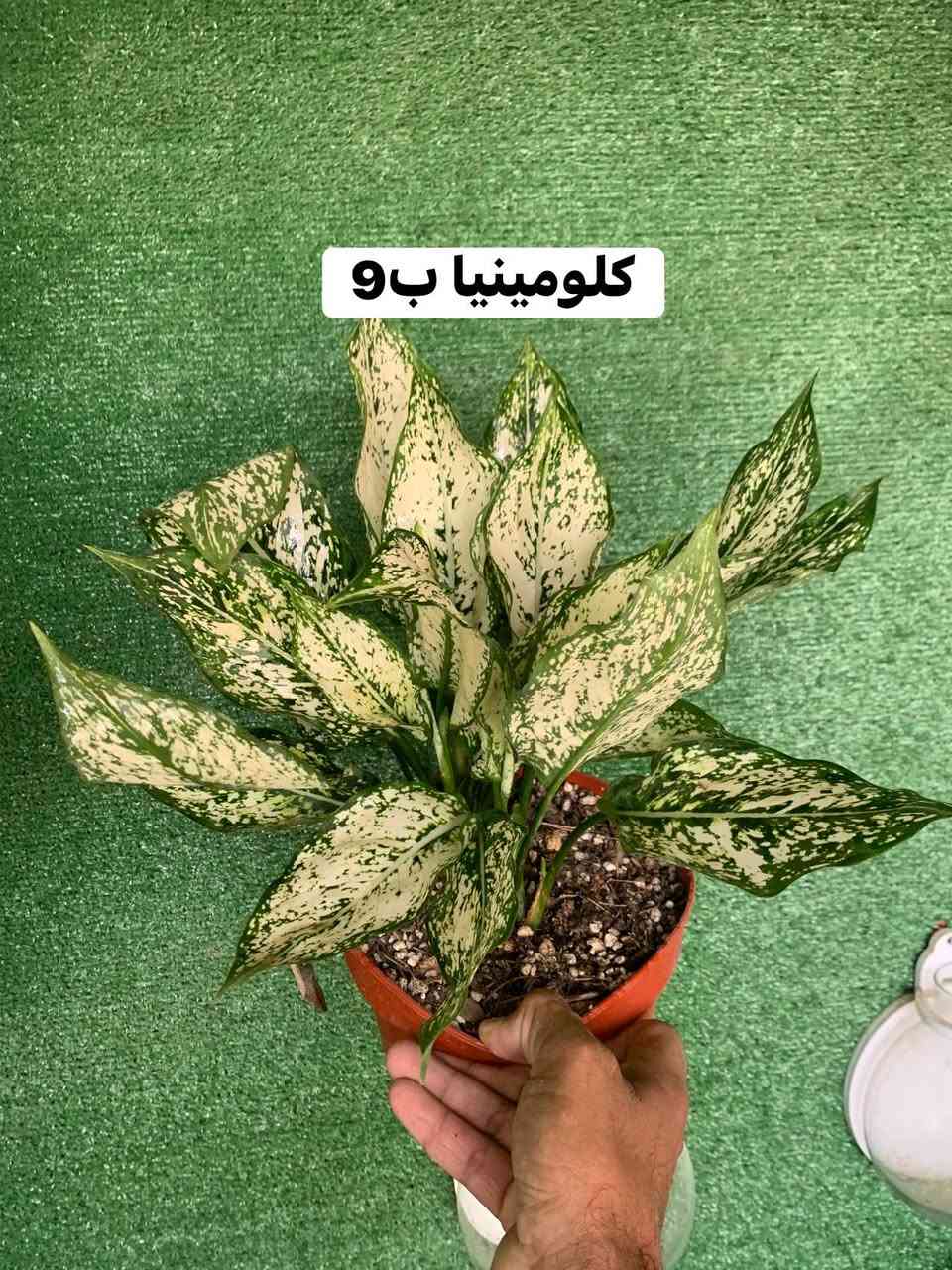 منشور ضليات تفاصيل داخل صور


**إذا كنت صاحب هذا الإعلان وتريد حذفه لأي سبب، رجاءا أرسل رسالة إلى الدعم الفني**