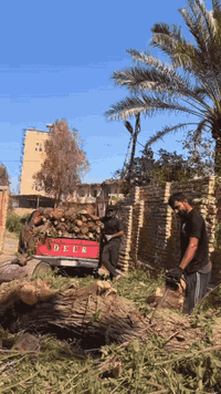 قص أشجار • تقطيع نخيل • ذي قار
