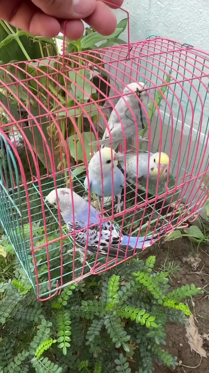 طيور حب ريمبو العدد 4مكان الناصريه مركز


**إذا كنت صاحب هذا الإعلان وتريد حذفه لأي سبب، رجاءا أرسل رسالة إلى الدعم الفني**