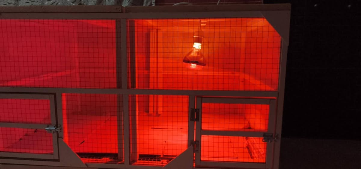 السلام عەلیک ئەم قەفەسە بۆ فروشتن دارەکەی داری فرنکراوە   تەلەکانی  باشترین تەلە و بچوکترینە بۆ جوجکە هەتا گەووڕە بون لی مەترسە دوو گلۆپ 300 واتی تیایە  هیتەری سور       یەک شوین ئاو و یەک شوین دانی تیدایە   
بابەت  بەرزیەکەی 80 سانتیمە دریژی 120 سانتیمە قولی 80سانتێمە    چەکمەچەی هەیە  بەینیکی  داناوە بە فایبەر  ئەتوانی بیکەی بەدووبەشەوەتا تۆزی گەورە بن کردمە بە 60 بە 60 ئەتوانی بەینەکە لا بدەی   کامل  
بە ئەشیاوە ئەیفروشم  
1/12/2026

دروستم کردە خۆت حسابی بکەمانگیک نابی کریوە بەهۆی روخانی ژوورەکان دەیفروشم   115 پیداوە بە80 هەزار قفل قفل دەیفروشم ئەوەی وییستی کریارە وەڕە لەکەلارم  بی سەیری بکە من ئەیخمە سەر  چاو  
***********
