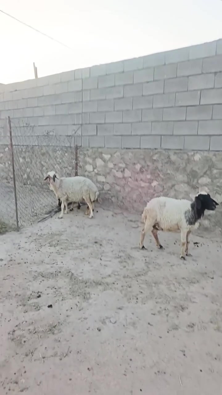 بسم الله ما شاء الله تبارك الله متاح نعاج اثنين تفاصيل داخل الفيديو السعر 785 وبيهن مجال للشراي المكان زويه ناحيه الفرات قرب قضاء هيت جزيره البونمر *********** اتصل او وتساب موجود
