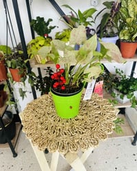 نبات مع السندان • قطع محدودة • موصل