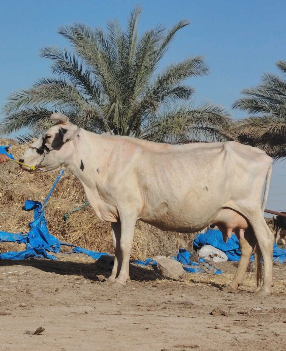يا الله هاشه لبيع لجبه فريزية زراعية أم ثالث بطن تحلب وكتين صاحبت ماعون وشطر وهشه بلحليب مينه مجنيه يواحد يحلبهه حلوه ومناسبة شرط لحليب ودسامه خير من الله وماخذه لفحل صار شهرين مشروطه كافه شروط لجني لسعر 1650 لمكان بابل شوملي لسفسار ***********////***********
