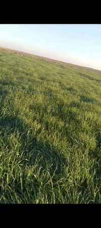 الرحاب • ٣٠ دونم • أرض