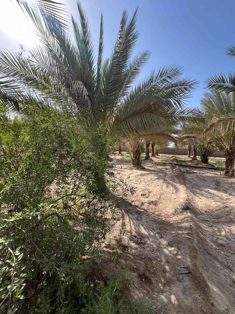 توجد كاع اللبيع في كربلاء 5 دوانم وجهيت شارع كربلاء نجف ***********
