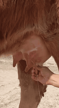 ياالله اللهم صلى على محمد وال محمد بجر اول بطن سمنتال وراها حوليه سمنتال متعهد كافه  شروط الجني حليب دسمه امان ضمان دابه متعهد من كل عيب شراي يتصل مكان بغداد ابي غريب يرهم مراوس بحلال
واتس *********** يوجد توصيل حسب الاتفاق 
*********** دابه كلش حلوة ضالمه التصوير
