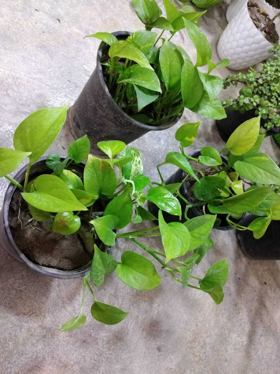 لبلاب وجبه جديده بكميه محدوده السعر 3ألاف فقط 🌿
✨ ورود يومية بأجمل الألوان
🚚 توصيل مجاني داخل هبهب
📍 أقرب نقطة دالة: قرب مدخل المجمعات
📩 للطلب مراسلتنا خاص


**إذا كنت صاحب هذا الإعلان وتريد حذفه لأي سبب، رجاءا أرسل رسالة إلى الدعم الفني**