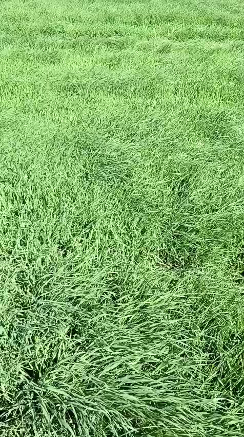 السلام عليكم يوجد چاير في محافظه واسط قضاء الاحرار قرية ال عيسى 35 دونم للتواصل على الرقم ***********
