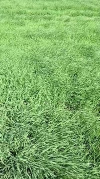 قضاء الاحرار ال عيسى • ٣٥ دونم • چاير