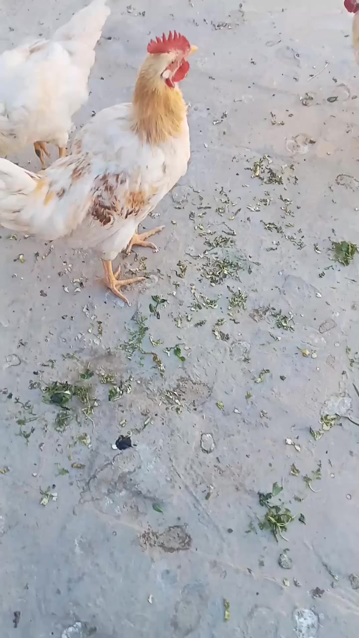 للبيع ديوجه ٣ كبار مال مصلحه سعر الواحد ١٥ المكان نجف حي المكرمه


**إذا كنت صاحب هذا الإعلان وتريد حذفه لأي سبب، رجاءا أرسل رسالة إلى الدعم الفني**