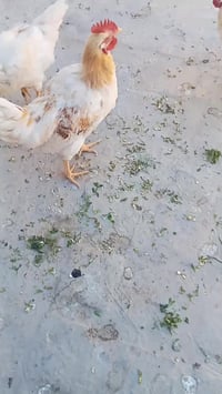 ديوجه • ٣ كبار • مصلحة