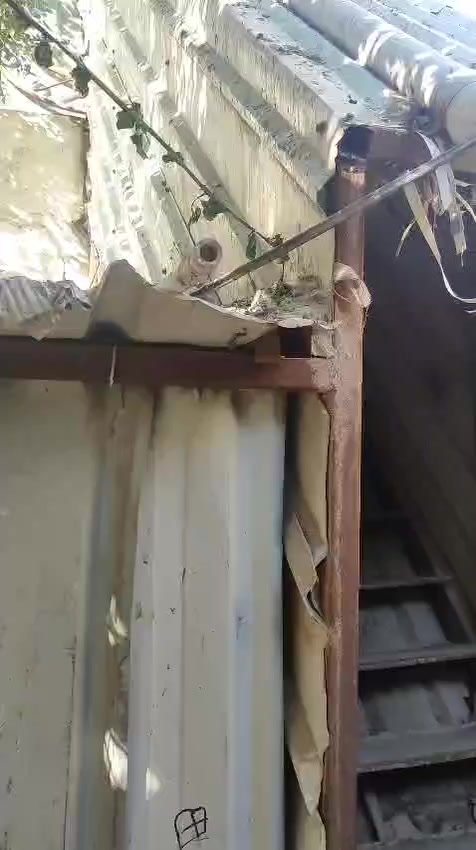 درج حديد تزكام ثقيل ٦ أمتار هو وهذا الجينكو اللي بي للبيع مكانه ديوانيه حي الصدر  الثاني 
*********** هذا الرقم بي واتساب السعر ع الخاص
