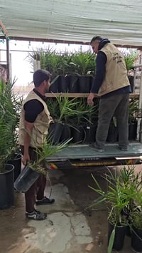 ٢٥٠فسيلة • برحي نسيجي • شهادة صحية