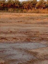 ارض ايجار • 3 دونم • طريق حله ديوانية