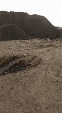 مشتل التاجي • ثيل هندي • ثيل فرنسي