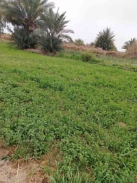 أرض للبيع • دونم ونص • طريق السنيه