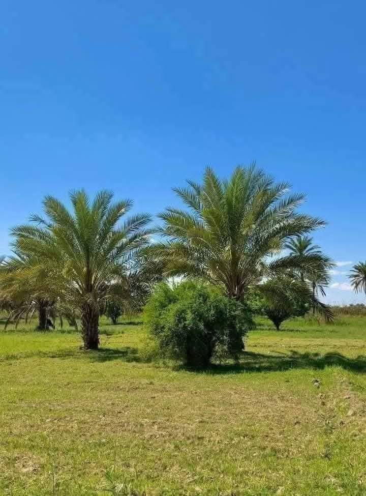 عروض مستمره بأنسب الاسعار 💥🍃
متوفر دونمين على شارع 10 مترات سعر الدونم الواحد 30 مليون طابو زراعي سند 25 فتح بيان بأسم المشتري
الخدمات..... ماء وكهرباء وسوك ومدارس ومزارع وللتذكير مكانات مفتوحه مو زحمه تخدم اصحاب الرفاهيه والسكن
العنوان... بغداد التاجي ذراع دجله 
نوع السند.... طابو سند 25 حق التصرف 
ضمان حقك.... ما تدفع إلا بعد فتح البيان وضمان حقك
عيش رفاهيتك بأجمل الاماكن الترفيهيه والآمنه 
للأستفسار *********** متوفر واتساب بلرقم 📞

