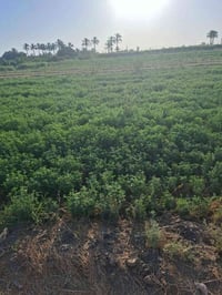 طابو صرف • نص دونم • ماء كهرباء