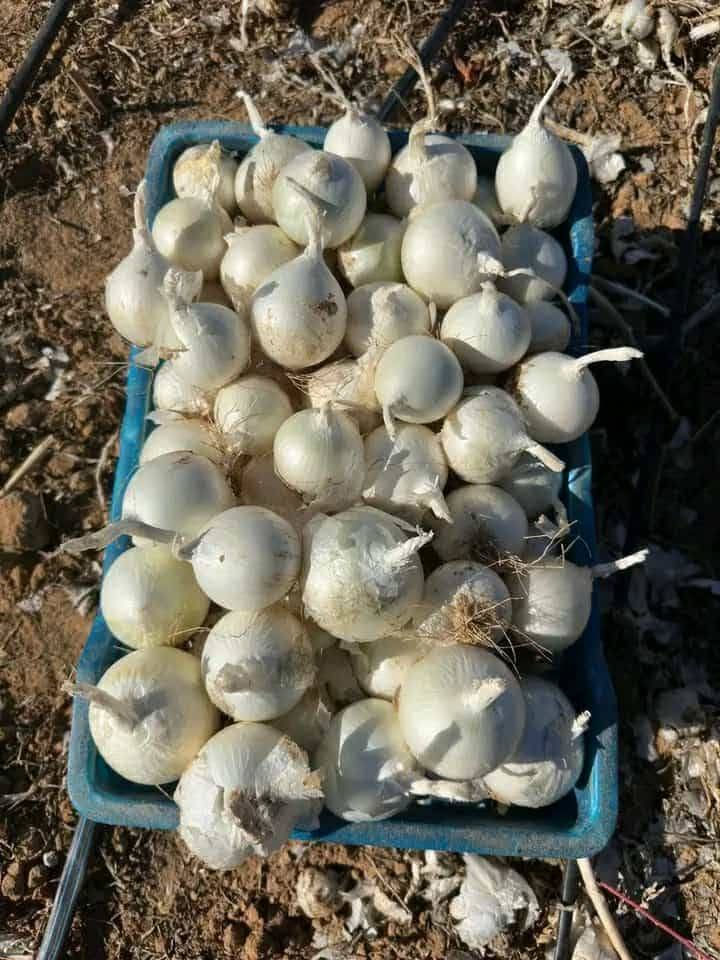 سلام عليكم ..مرحبا بكم في عالم الزريعة   التونسية                                                         موجود  زريعة فقوس مرناقي الكغ 300د  _ زريعة  حمص ..فول  ...جلبانة كسندرا او منجلية  السعر حسب الكمية ..  _زريعة سفنارية محولة ونضيفة الكغ 40د_ زريعة سلق الكغ 15 د.

 _زريعة   بسباس عربي الكغ 15د_    ...حلبة...  ..  كمون....    زريعة بصل احمر او ابيض عربي الكغ 40 د . بصل فرنساوي احمر او ابيض ................. .. المزونة سيدي بوزيد ..   ليحب يشري  22054411


**إذا كنت صاحب هذا الإعلان وتريد حذفه لأي سبب، رجاءا أرسل رسالة إلى الدعم الفني**