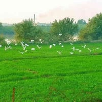 ٥ دوانم • طابو سند 25 • الشيخ عامر بلعيساويه