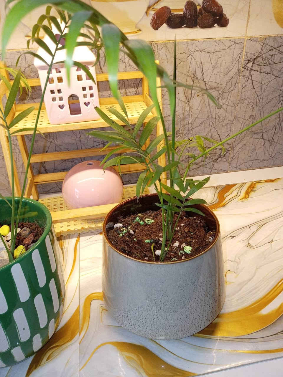 مجموعه نباتات ظليه داخليه للبيع وبسعار مناسبه التواصل خاص توجد خدمه توصيل داخل وخارج المسيب الحجز خاص


**إذا كنت صاحب هذا الإعلان وتريد حذفه لأي سبب، رجاءا أرسل رسالة إلى الدعم الفني**