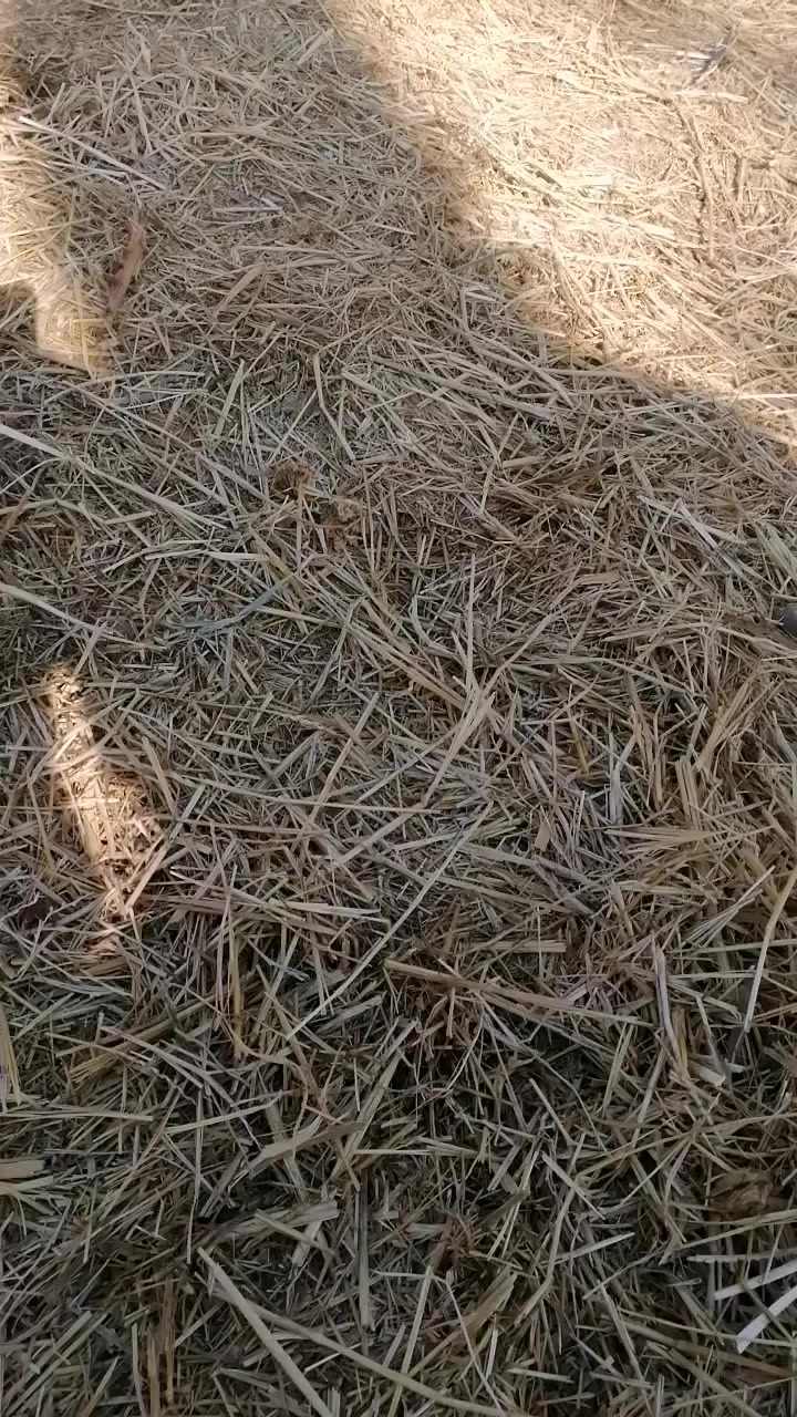 كاروضة للبيع نظيفة حجم كبير العنوان الحلة الرقم ***********
