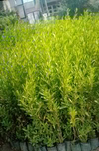 الددونيا ١٢٠سم • مشتل الزهور • كنعان نهر ابراهيم