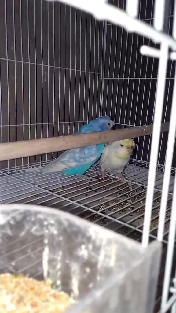 السلام عليكم متاح تفاصيل بالتعليقات


**إذا كنت صاحب هذا الإعلان وتريد حذفه لأي سبب، رجاءا أرسل رسالة إلى الدعم الفني**