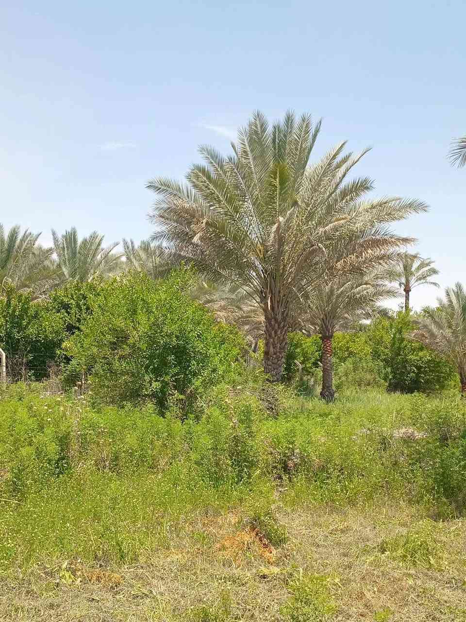 ٦٦٠ متر طابو سند ٢٥ وجه 30 نزال 22 كامل خدمات كهرباء ماء اساله تصلح استثمار أو للسكن دار للأستراحة العنوان بغداد الراشدية سعرها 37 مليون 
بيع سريع  لأجل ضروف سعرها كلش مناسب بأسمي شخصيا 
***********
