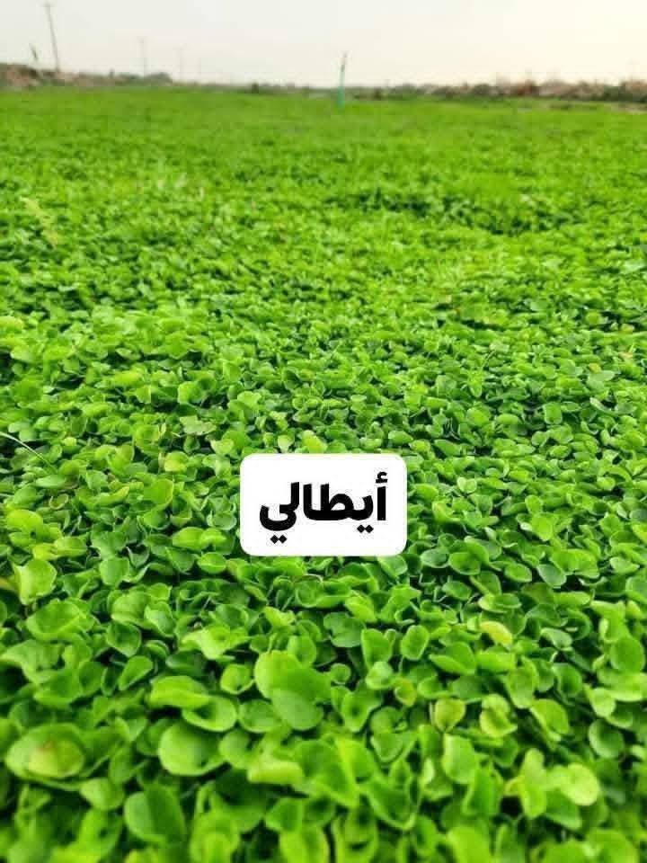باسعار ثيل ديالى الطبيعي 🏡
أهلاً بكم في مجموعه مزارع ابو عباس الثيل  الهندي الطبيعي مزارع ديالئ 🌿🌱
 نقدم لكم افضل انوع الثيل الطبيعي عالي الجوده يتحمل كافه الضروف البيئية.🌦️🌞
دائم الخضرة🌿🌳 وباسعار تنافسيه ☘️❤️
#مستعدون لتجهيز وفرش الحدائق🏡 ودوائر الدولة🏡والمنازل🏡🏡
و تجهيز الملاعب🏟️ والمنتزهات الجودة العالية في العمل👷👷

مع خدمة التوصيل خلال24ساعه🚛🚛
الاسعار 💵💸 تختلف حسب الكمية 
للاستفسار الاتصال على : الرقم 
او التواصل مع الصفحه  او ارسال رسالة على الوتساب ‏‪***********
