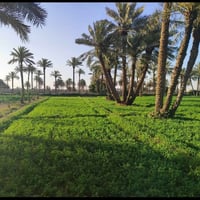 اعلان مزرعه لبيع ٦ونص دونم شاطيئه مسيجه بلوك بلكامل  طابو ٢٥ تحويل مبا...