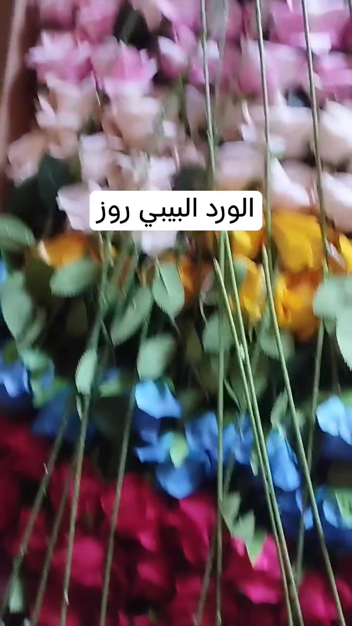 ورد بيبي،روز الباكيت 240 ورده
للطلب والاستفسار مراسلة الصفحه


**إذا كنت صاحب هذا الإعلان وتريد حذفه لأي سبب، رجاءا أرسل رسالة إلى الدعم الفني**