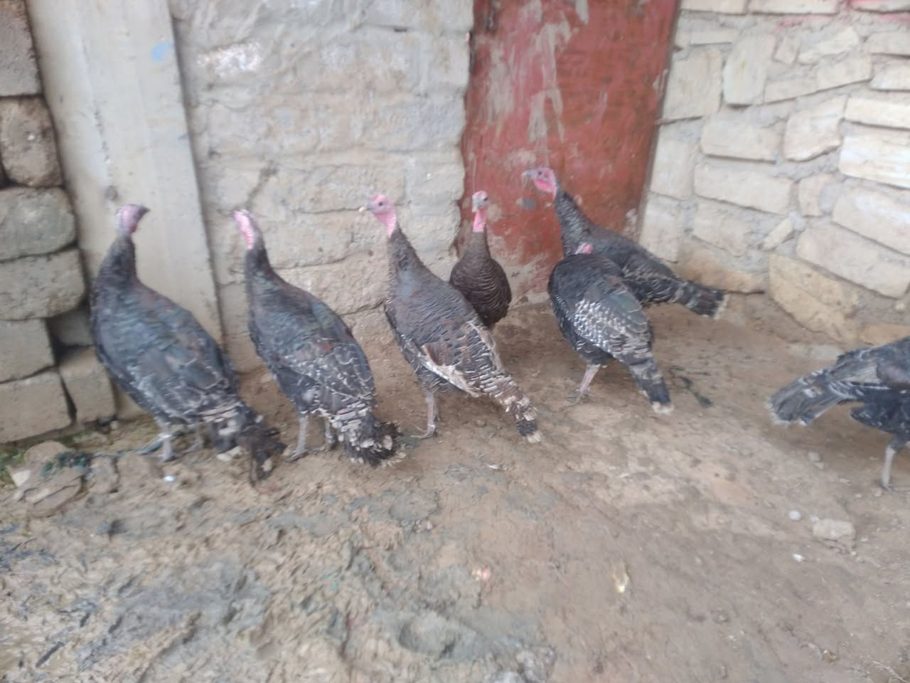 للبيع علو عدد 8 نصحات فول صحه خشن ع مبياض فكات مكان موصل جانب ايمن شراي يتصل ع رقم او ***********
***********
