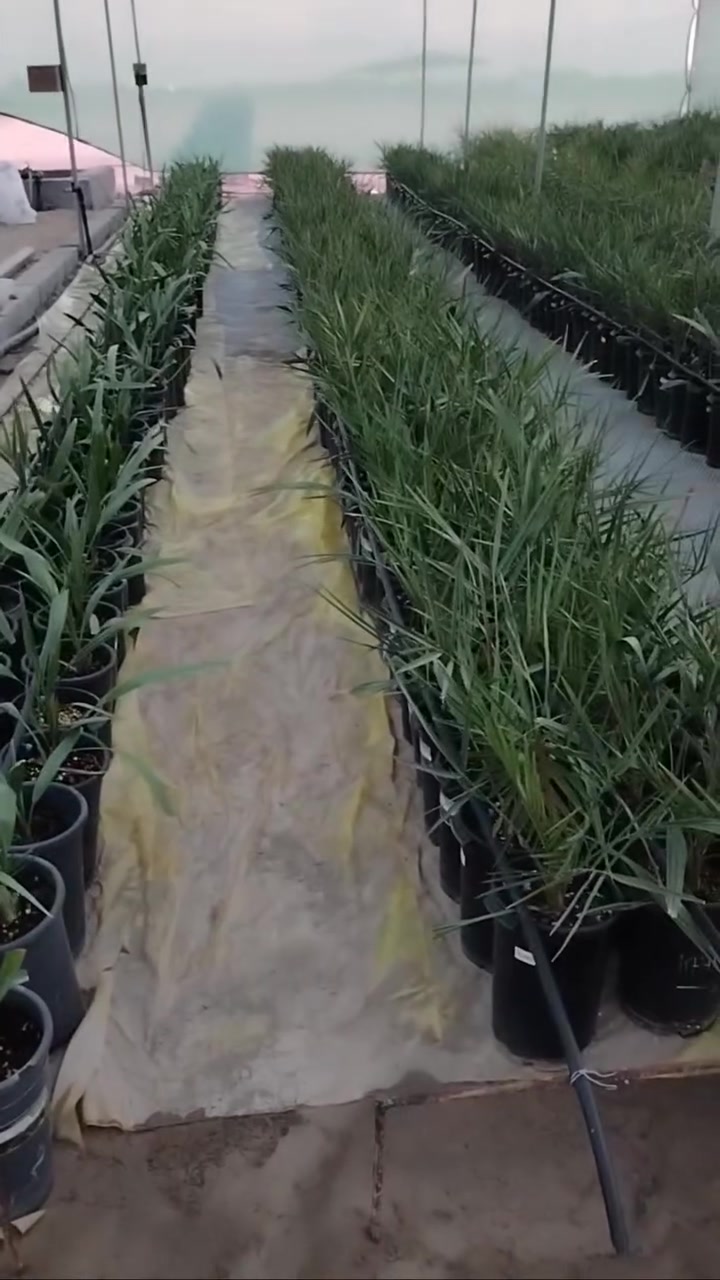 يسر مشتل النورين أن يعلن عن توفر أجود أنواع النخيل النسيجي بمختلف الأصناف العالمية والمحلية المطلوبة:
البرحي (مذاق الجودة العالية)
المجهول (ملك التمور)
الإخلاص (أصالة الطعم)
الصكعي (الجودة الفاخرة)
🎯 ميزتنا الحقيقية: نقدم لك ضماناً حقيقياً وموثوقاً لحين الإثمار!
استثمر في مزرعتك اليوم واضمن إنتاجك مع مشاتل الساحل الأخضر.


**إذا كنت صاحب هذا الإعلان وتريد حذفه لأي سبب، رجاءا أرسل رسالة إلى الدعم الفني**