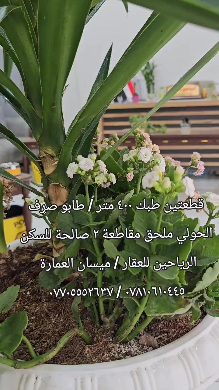 اللهم صلِ على محمدٍ وآل محمد
#قطعتين_طبك للبيع طابو صرف ..

(  ٤٠٠ متر ٢٠ × ٢٠  ) #صالحة_للسكن_حالياً

ممكن بيع القطعة #وتقسيمها حسب الطلب  

رقم العقار ( ٣٥٦٤/٢  و ٣٥٦٢/٢ ) #ملحق_مقاطعة٢

#ملاحظة: المكتب مجاز من قبل الدولة .

رقم الإجازة (  ٢١٠٤٤  ) 

أستاذ أحمد  :  *********** / ***********

عنوانا : ميسان/ العمارة / طريق الحولي العام
