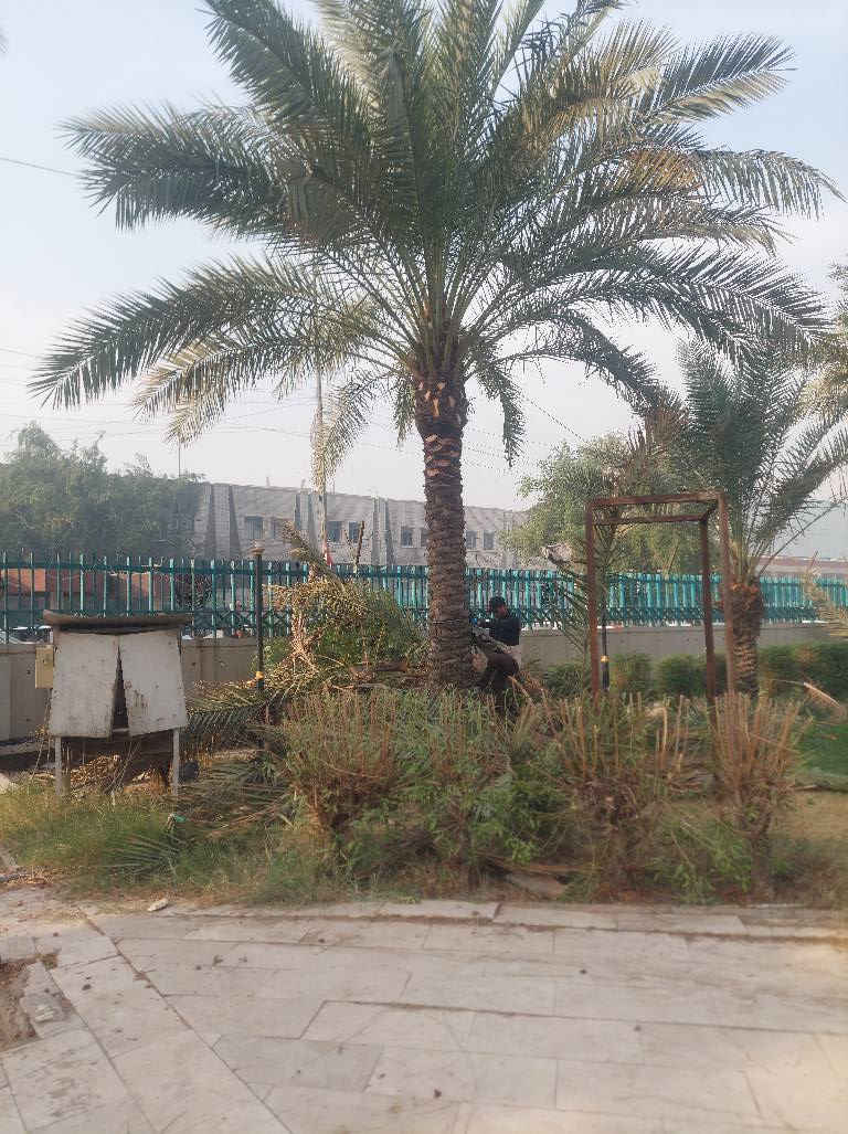 تنضيف كافت انوع النخيل وقطع النخيل والشجار ***********
