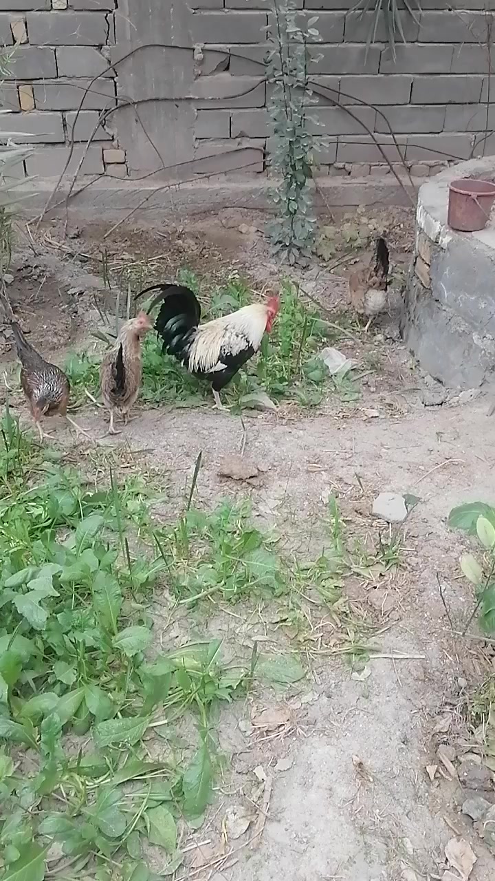 سلام عليكم متاح بيض كويتي شوكي وتمري سعر ٢٠ الف بيضه جديد


**إذا كنت صاحب هذا الإعلان وتريد حذفه لأي سبب، رجاءا أرسل رسالة إلى الدعم الفني**