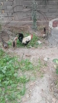 بيض كويتي • شوكي • تمري