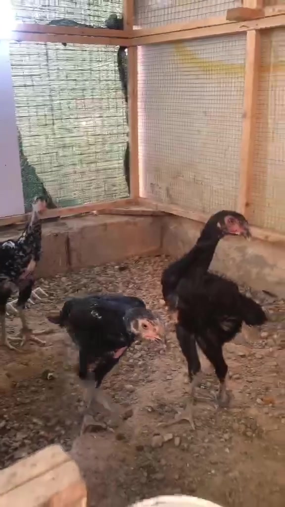 5 جوجکەی ئەڵمانی هەزاز ماشاللە ماڵەکە دیارە پیویست بەوسف ناکات سێ بار و دووبارۆکە تەمنی دوو مانگ ونیوو ژ.م ***********
