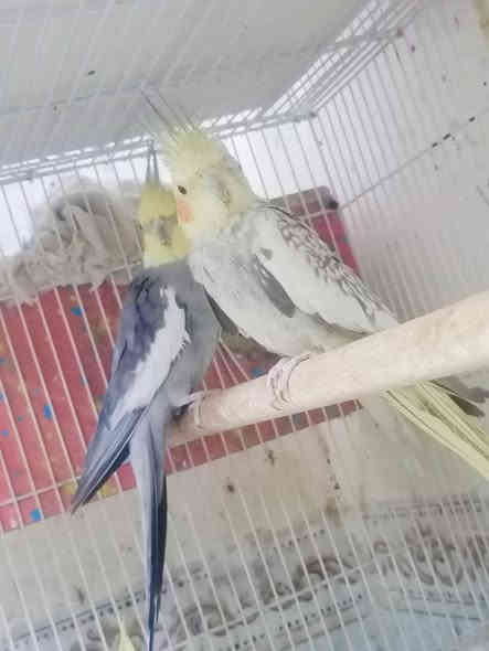 كوكتيل امايات مزاويج زوجهن ب٤٠
واذا مراوس بلبل ربه او طور طايح
ناصريه بلمدينه *********** اتصال
