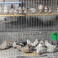 07512029400متاح فناجس الزوج ب5000 شرط بيض وافراخ